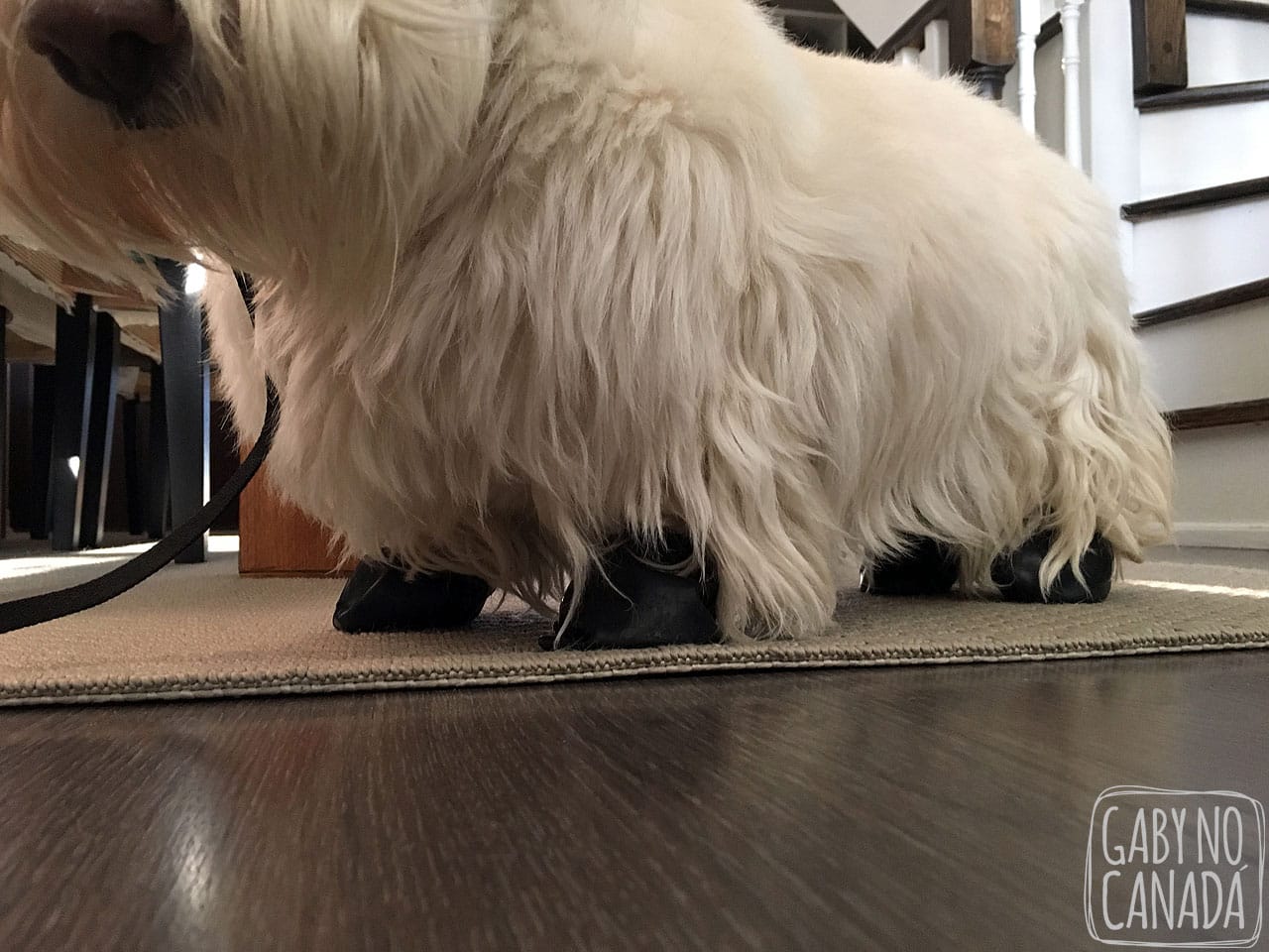 Nesta foto tentei bater uma foto mais de perto para vocês poderem ver como estes balões ficam nas patas do Joe.