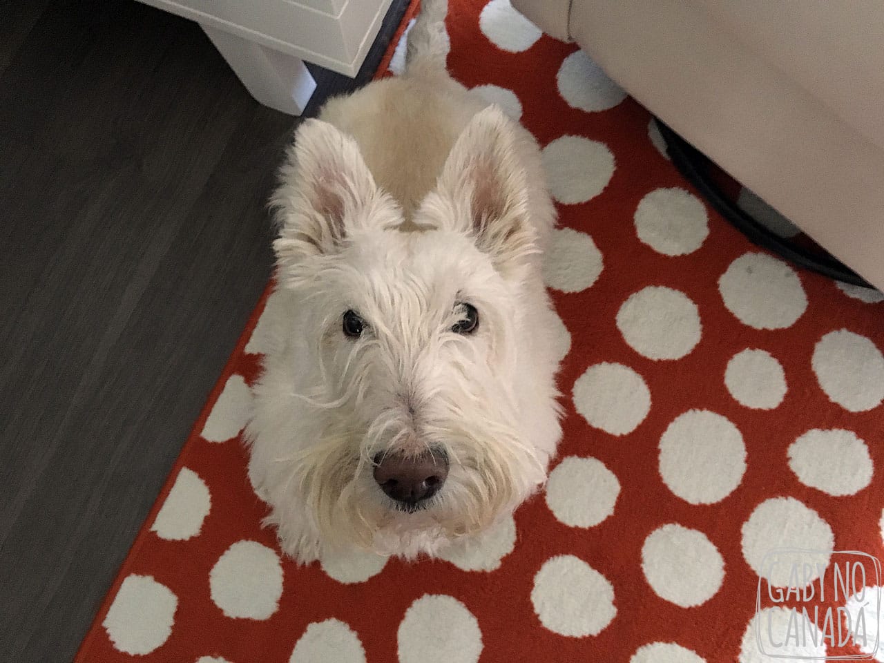 Quando Joe nos olha com esta carinha sabemos que está na hora do passeio.